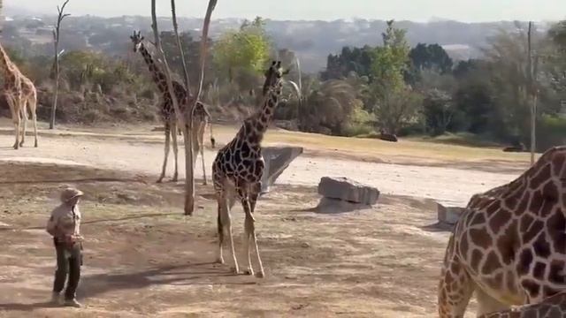 benito se ingtegra con su nueva familia en africam safari смотреть онлайн