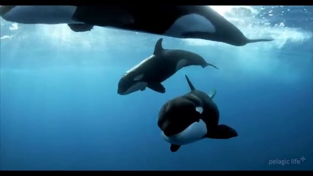 Marlins AND orcas in the same Open Ocean Safari Expedition смотреть онлайн