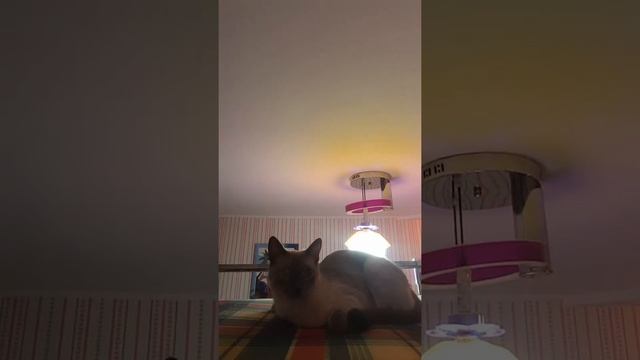 Я забыла показать кухню 🤤😫 смотреть онлайн