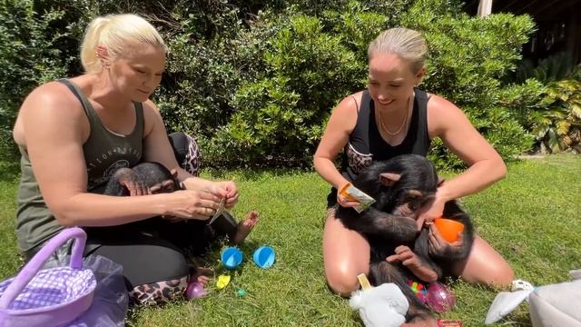 EASTER EGG HUNT WITH CHIMPANZEES! смотреть онлайн