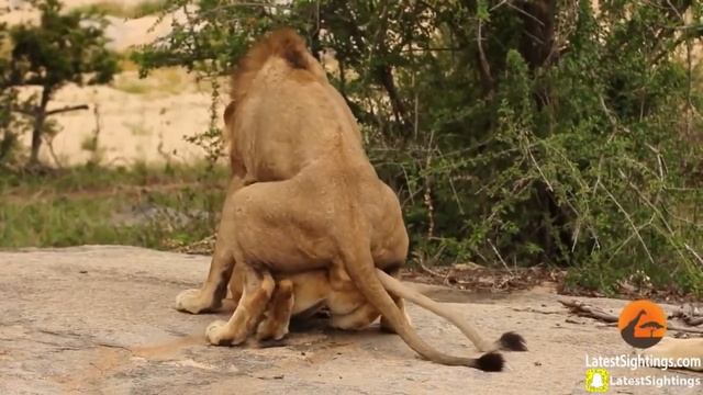 Female Lion Mating With Three Male Lions Turn By Turn | Amazing Sexual Relationship Spotted смотреть онлайн