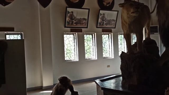 SAFARI GALLERY OF MAYOR CHAVIT SINGSON/ BALUARTE, VIGAN CITY ILOCOS SUR смотреть онлайн