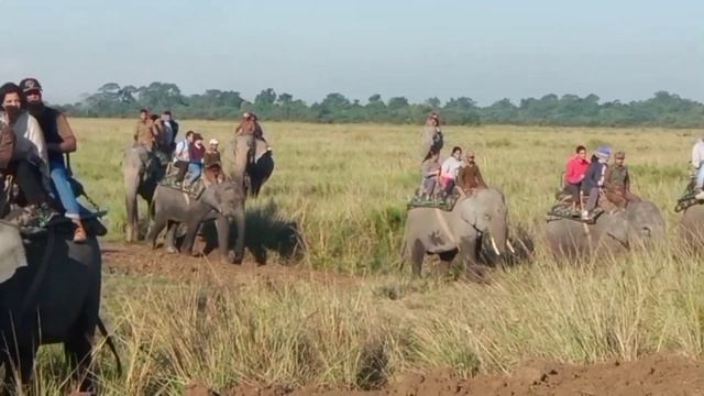 Elephant Safari | Elephants  Raiding | Kziranga National Park |Safari Booking смотреть онлайн