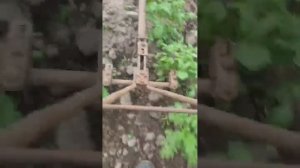 Междурядная обработка картошки лошадью,быстрый способ прополки