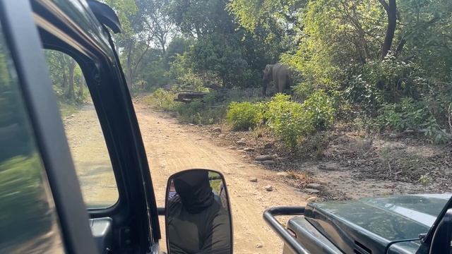 Spotted a newborn elephant !!! Jim Corbett Jeep Safari | Jhirna Range | Spotted Tiger | Weekend Tri смотреть онлайн