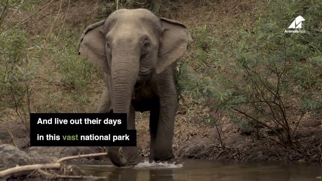 End Elephant Riding Tourism - AnimalsAsia