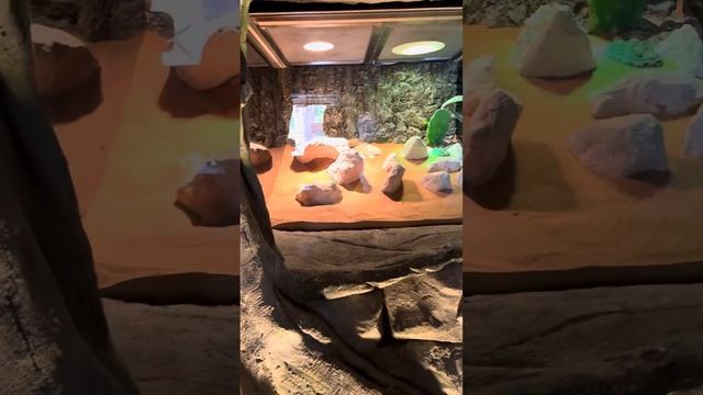 Apollo at the Dubai Safari Park with different types of Reptile смотреть онлайн