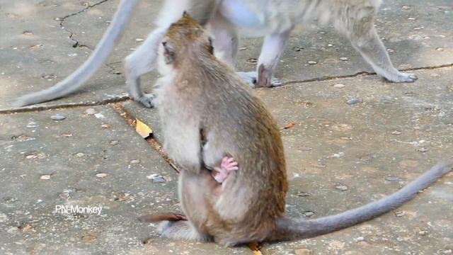 Wow...Monkey ALIKA Is So Brave To Take Care Her Baby Monkey LILY.