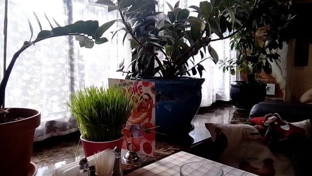 Пробуем пиццу смотреть онлайн