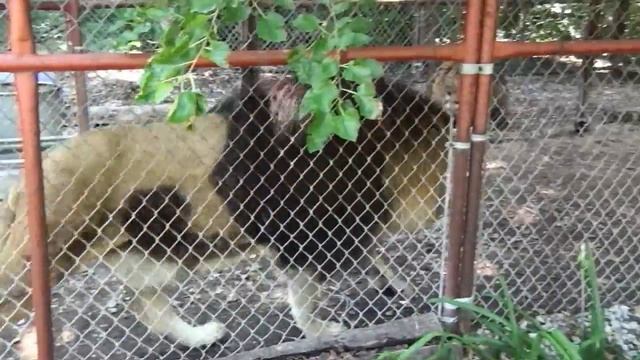 Wildlife Safari Sanctuary Broken Arrow Oklahoma смотреть онлайн