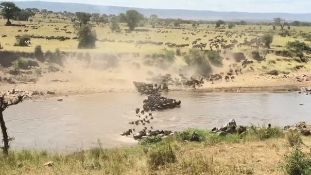Huge herd crosses the Mara river at no 0! смотреть онлайн