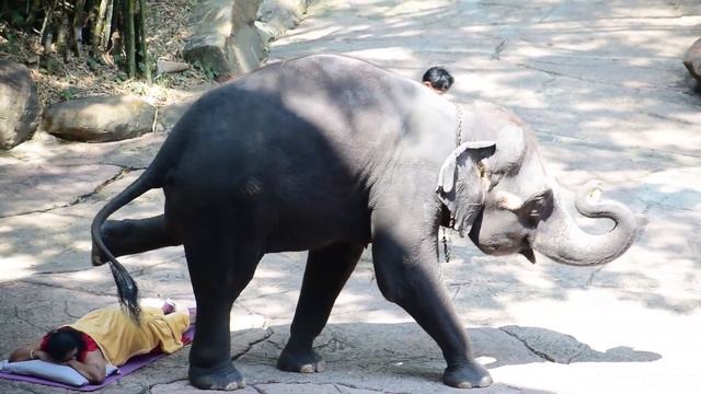 Vlog 18 || Safari World Part-1 || Day 7 Bangkok, Thailand смотреть онлайн