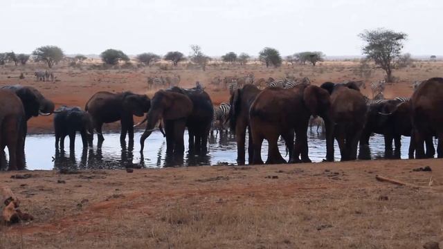 SAFARI ADVENTURE @ NGUTUNI SAFARI LODGE KENYA AFRICA - PERKS OF BEING A SEAMAN - SEE THE WORLD FREE смотреть онлайн