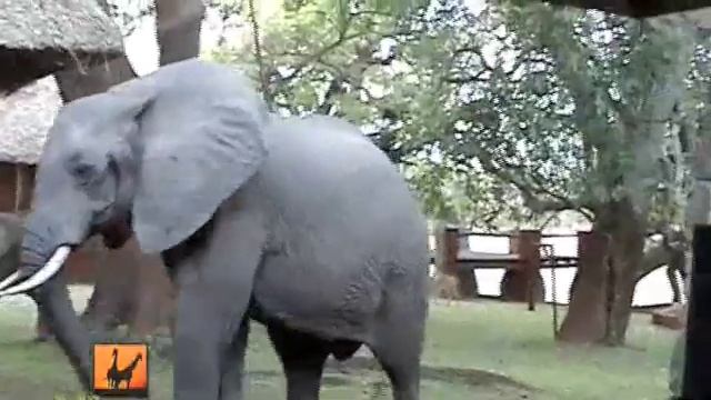 Safari in Zambia - Elephants invade the Hotel смотреть онлайн