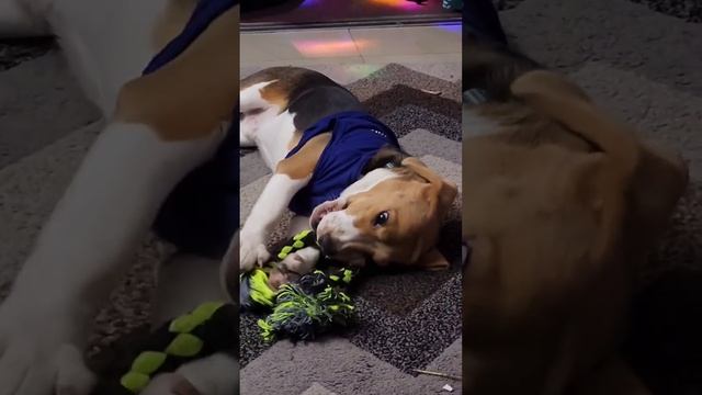 "Oreo" playing with his toy - pls like & subscribe Bratz Safari World @biswabrato смотреть онлайн