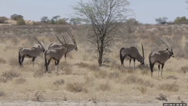 SRLS Virtual Programming - Let's Go On a Virtual Safari Tour! смотреть онлайн