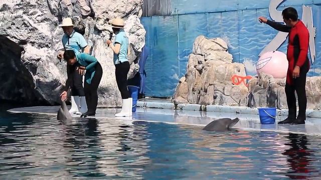 Safari World : Dolphin Show (Bangkok - Thailand) । সাফারি ওয়ার্ল্ড ব্যাংককের বিখ্যাত ডলফিন শো смотреть онлайн