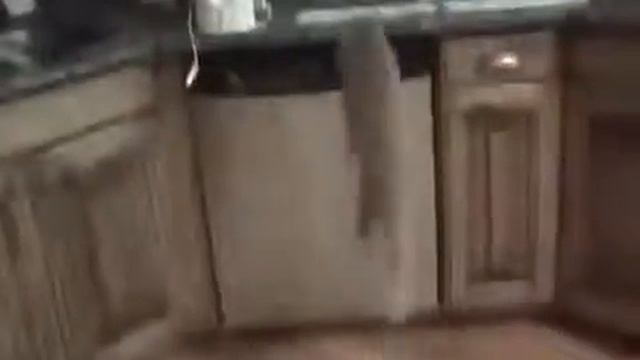 Как отучить кота от стола! Смешное видео с животными 2013 смотреть онлайн