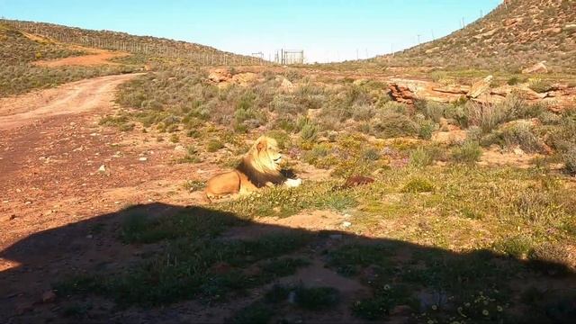 A SAFARI EXPERIENCE - AQUILA PRIVATE GAME RESERVE, TOUWS RIVER, SOUTH AFRICA смотреть онлайн