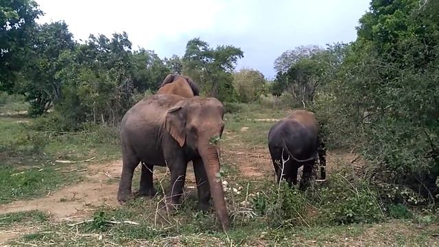 Ridiyagama safari park смотреть онлайн