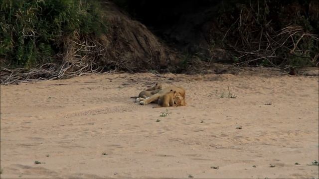 South Africa Safari - 2013 смотреть онлайн