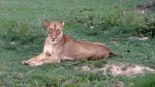 South African Safari смотреть онлайн