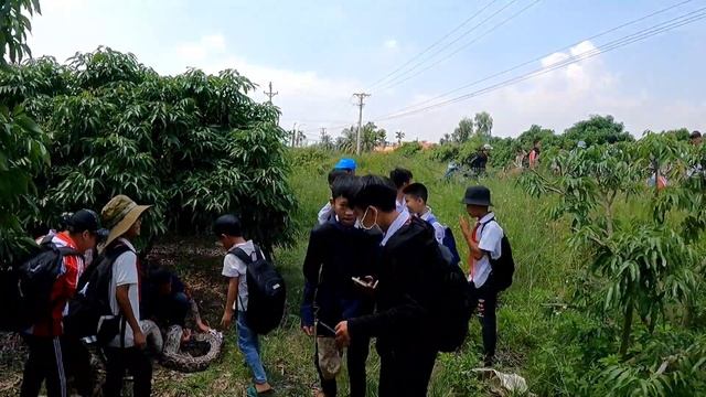 KING PYTHON98 | Brave Hunter Confront. Giant Snake 50kg смотреть онлайн