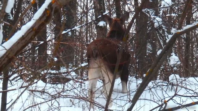 2022/01/20:  Лосёнок ест веточки деревьев. Вид крупным и очень крупным планом со спины и сзади. (4К