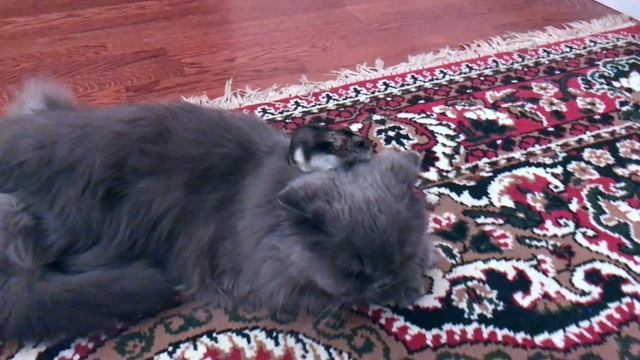 Cat and Hamster Life Johny Cat Bax and Brave Hamster Max Funny Pets Playing смотреть онлайн
