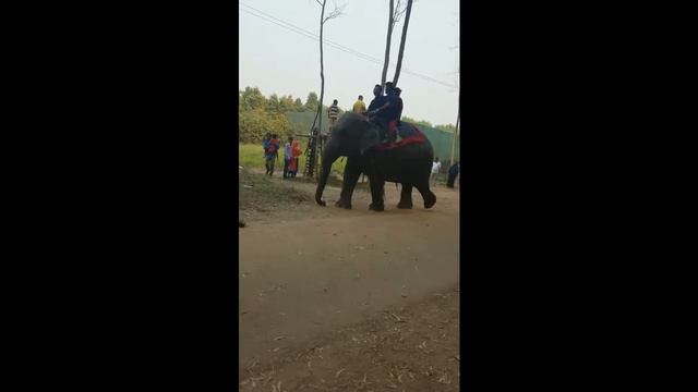 ELEPHANTS RIDING-ONLY 50 CENTS -MUST WATCH. смотреть онлайн