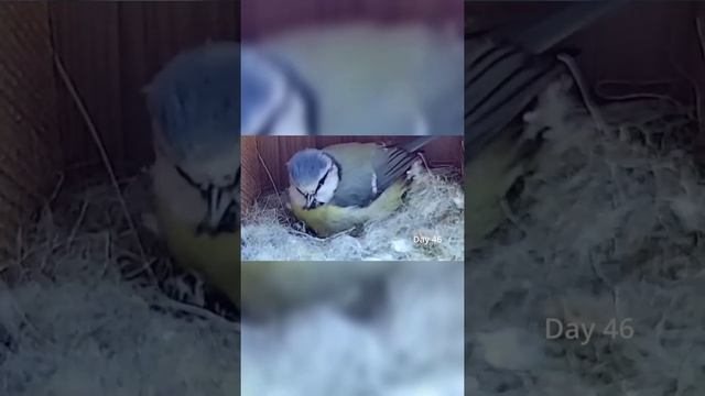 Brave bird 🐦| From empty nest to first egg - BlueTit nest box live camera highlights 2021 смотреть онлайн