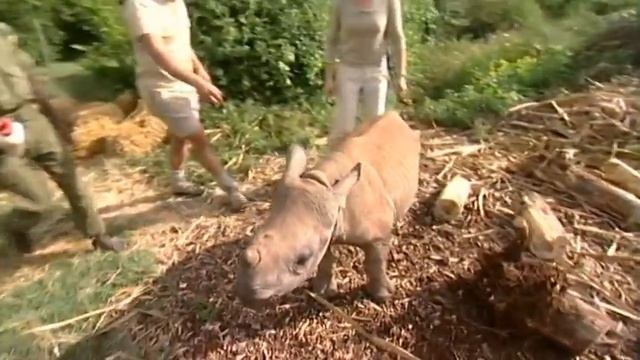 Animal Park - Rhino Tracking in Kenya | Safari Park Documentary | Natural History Channel смотреть онлайн