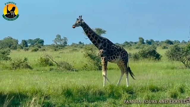 Enjoy a game drive on your safari смотреть онлайн
