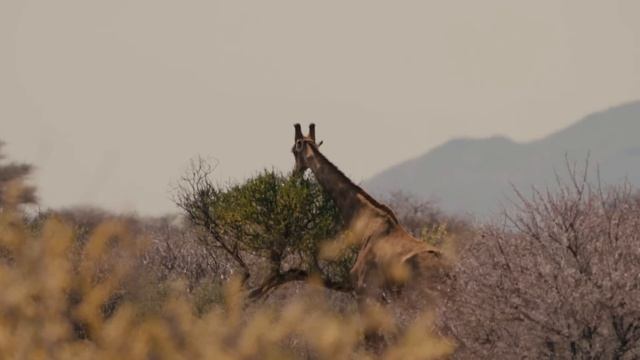 AUSVERSEHEN AUF SAFARI | Overlanding Namibia смотреть онлайн