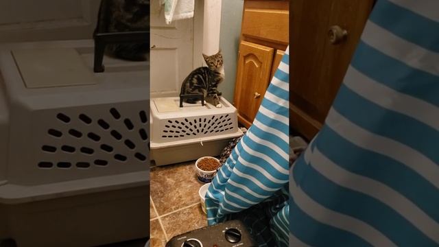 Brave Kitten Boots смотреть онлайн