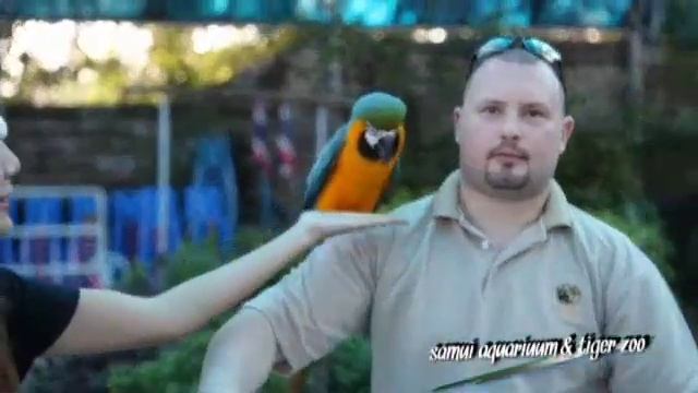 aquarium.mp4 смотреть онлайн