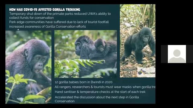 Virtual Tour - Gorilla Trekking Safari in Uganda смотреть онлайн