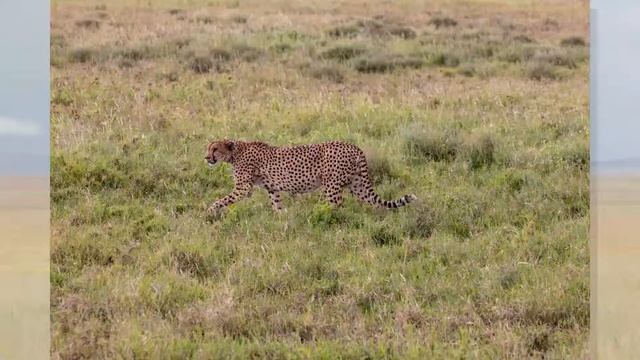 Serengeti Safari - February 23, 2019 смотреть онлайн