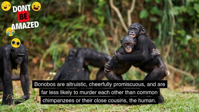 The 10 Incredible Black Animals смотреть онлайн