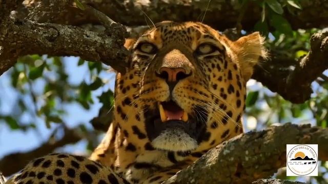 Born To Dream Tours Safari Company смотреть онлайн