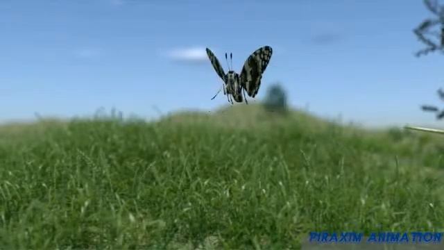 Butterfly and Chameleon смотреть онлайн