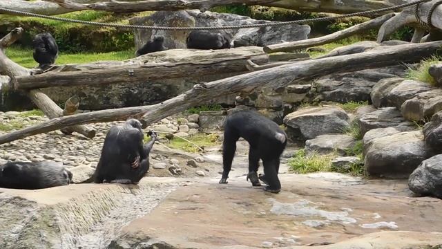 A day in Taronga Zoo | Must see in Sydney #sydneyaustralia #sydneyattractions #travelsydney travels смотреть онлайн