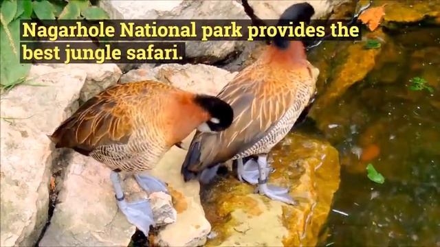 6“Essential” Questions Before Booking a Jungle Safari! | Kings Sanctuary смотреть онлайн