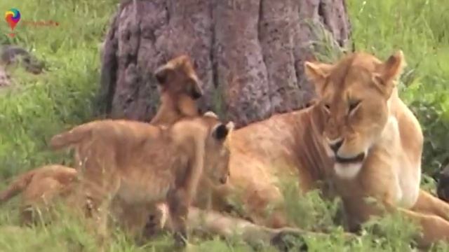 Private Guide World presents African Safari collection смотреть онлайн