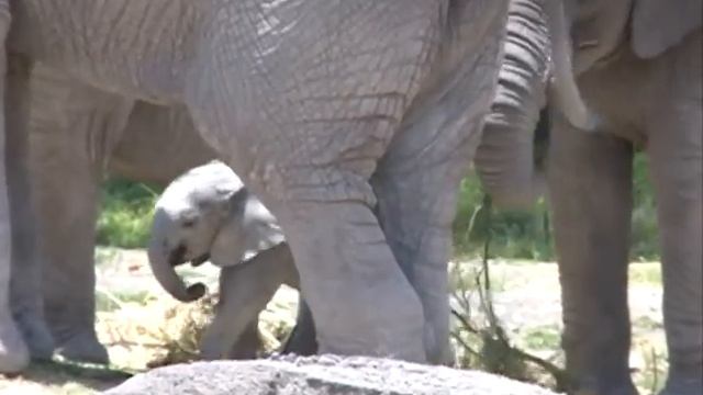 Nace elefante en Africam Safari смотреть онлайн