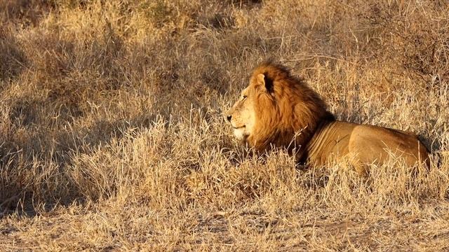 King of the Super Pride (21 Lions) Taking Over the Talamati Pride? смотреть онлайн