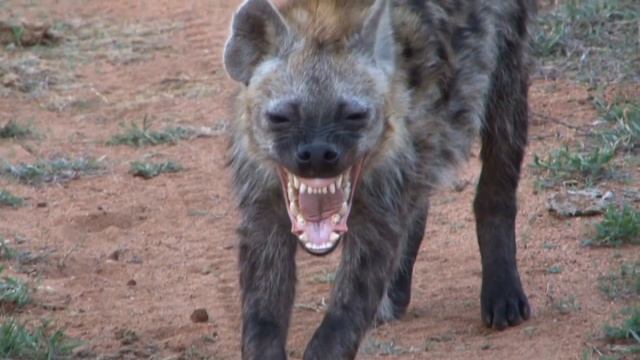 Spotted Hyena - Jock Safari Lodge смотреть онлайн
