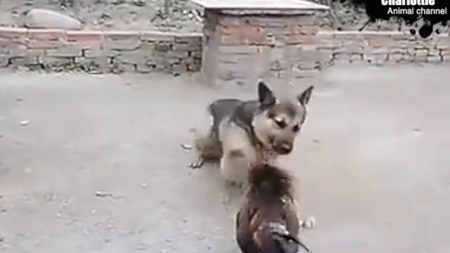 The Bravest Chicken ever! Fight with a dog смотреть онлайн