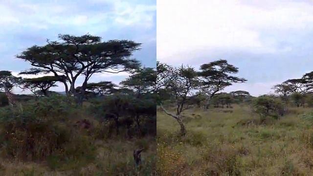 Safari in Tanzania 3D - Stereoscopic смотреть онлайн