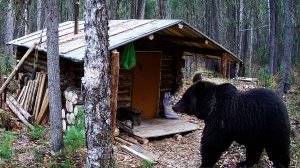 Опять медведь. Живу в малой избе. Медведь пришёл и сюда.